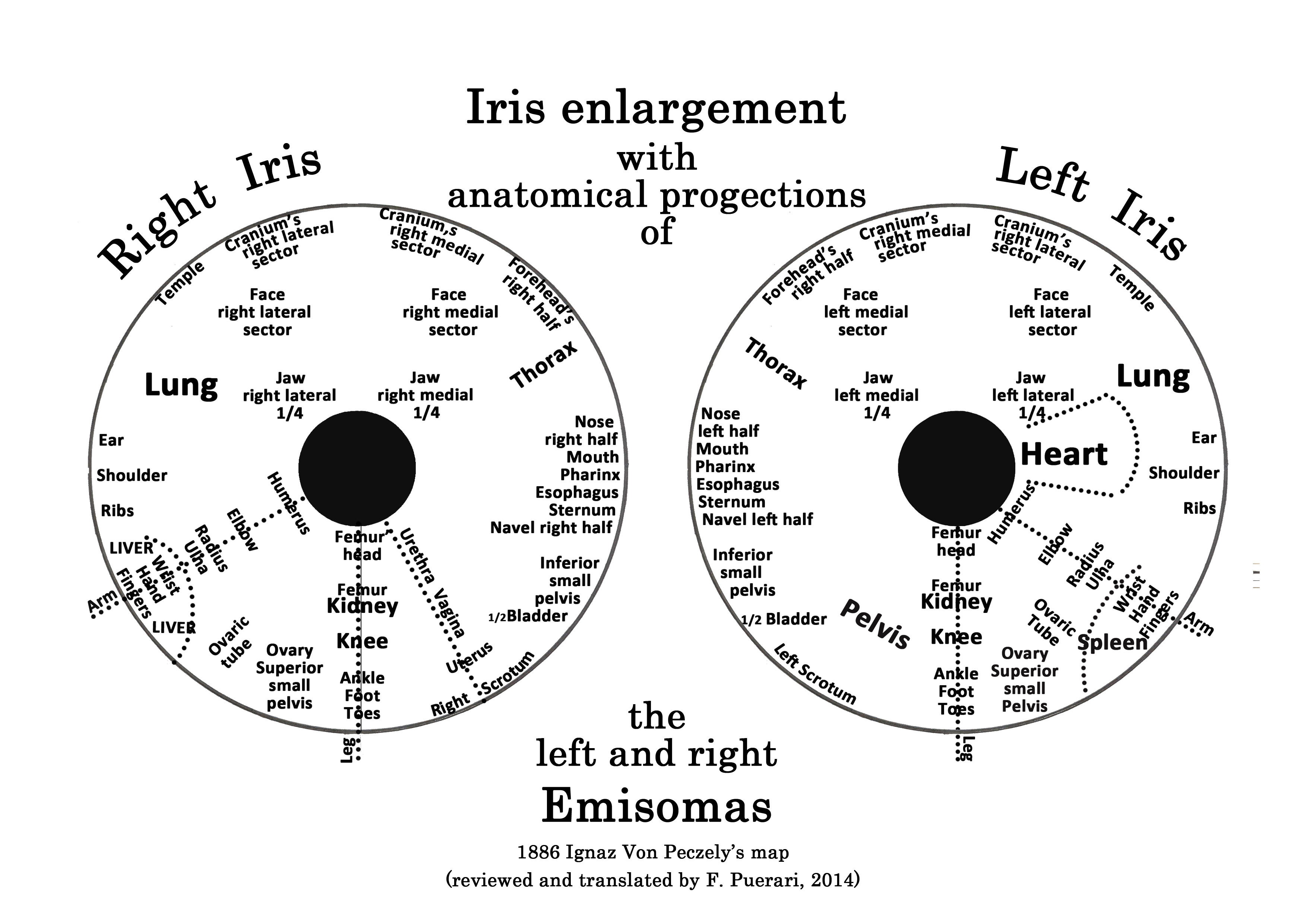 Iris Diagnosis Chart