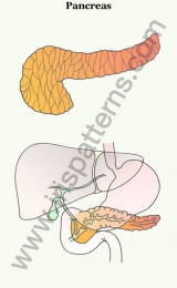 Pancreas