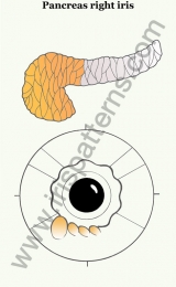 Pancreas right iris