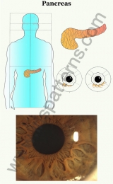 Pancreas#2