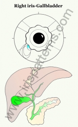Gallbladder right iris