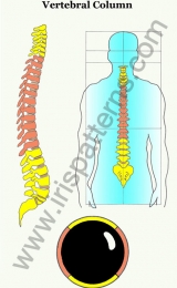 Vertebral column
