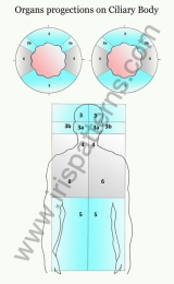 Organ progections