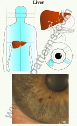 Liver scheme