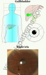 Gallbladder right iris