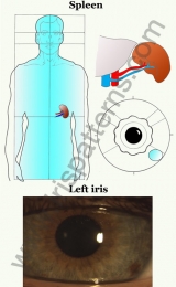 Spleen left iris