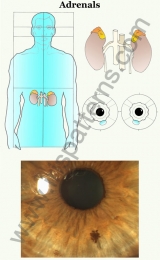 Adrenals