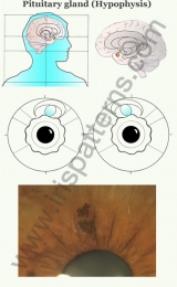 Hypophysis