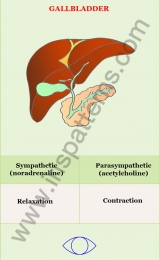 Gallbladder