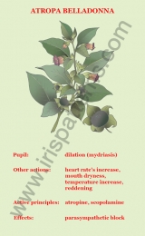 Atropa Belladonna